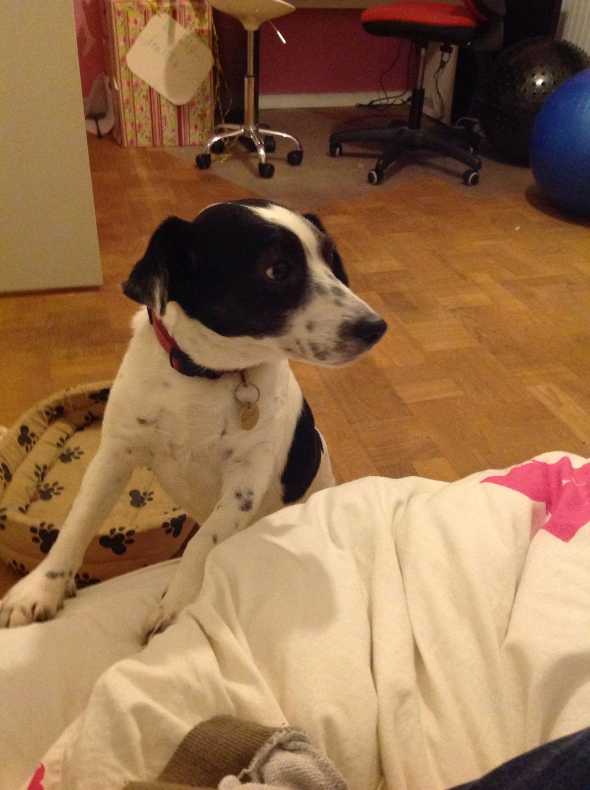 Jack russell terrier Frede billede 8