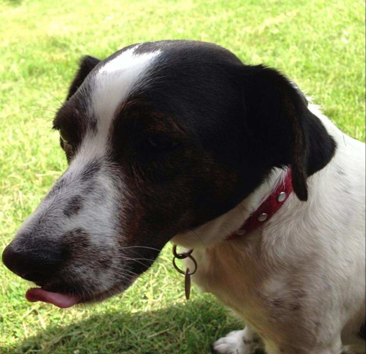 Jack russell terrier Frede billede 9