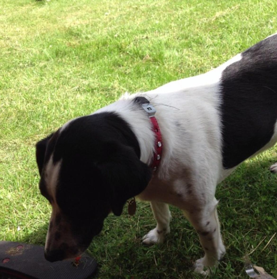 Jack russell terrier Frede billede 10