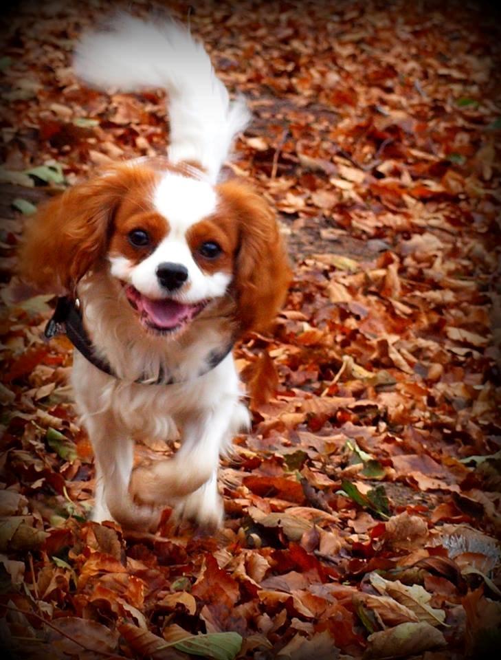 Cavalier king charles spaniel Charlie billede 2