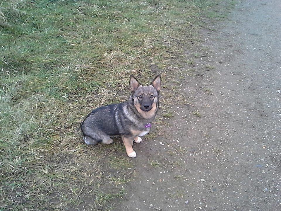 Västgötaspids Gaia R. I. P billede 22