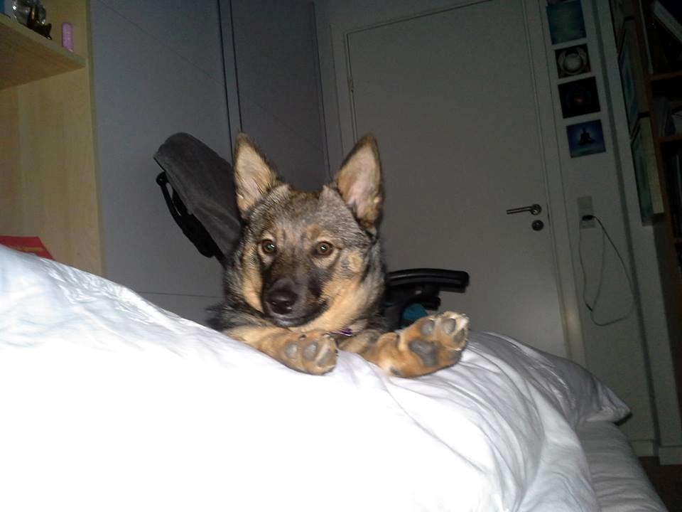 Västgötaspids Gaia R. I. P - Gaia 20 uger billede 5