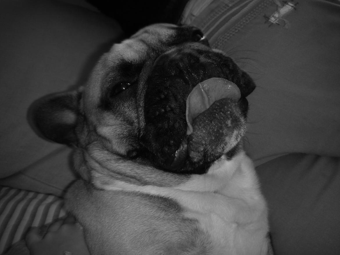 Fransk bulldog Albert billede 3