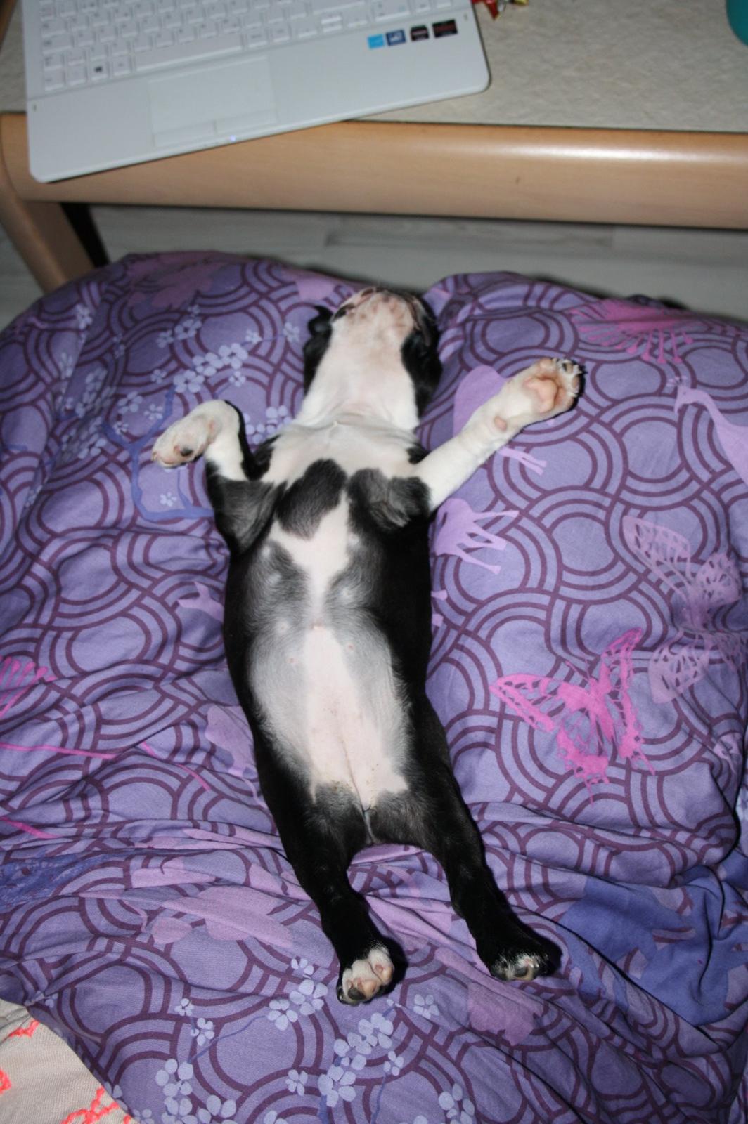 Boston terrier Beautiful Aya vom Greifenring billede 25