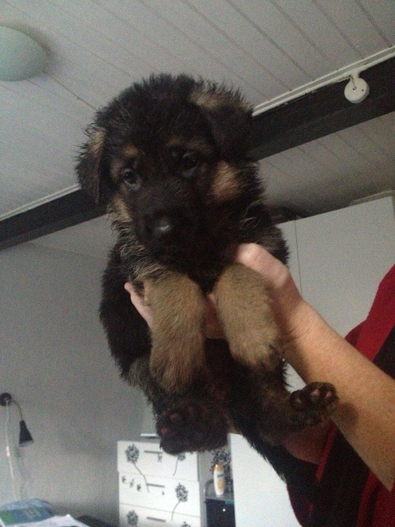 Schæferhund Nanna billede 4