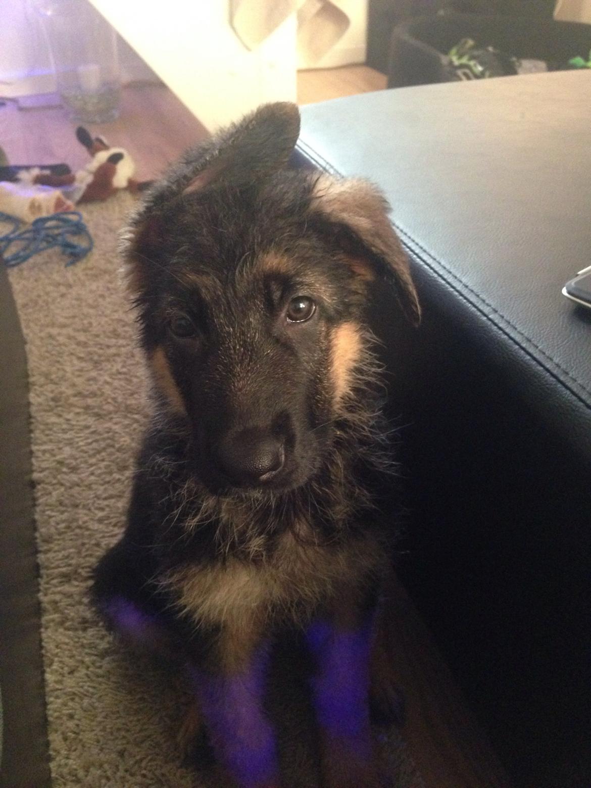 Schæferhund Nanna billede 2