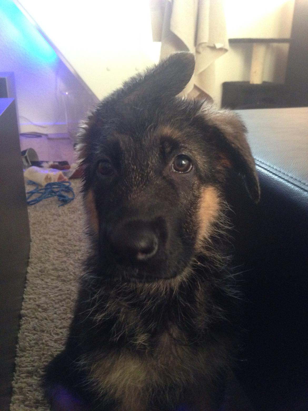 Schæferhund Nanna billede 3