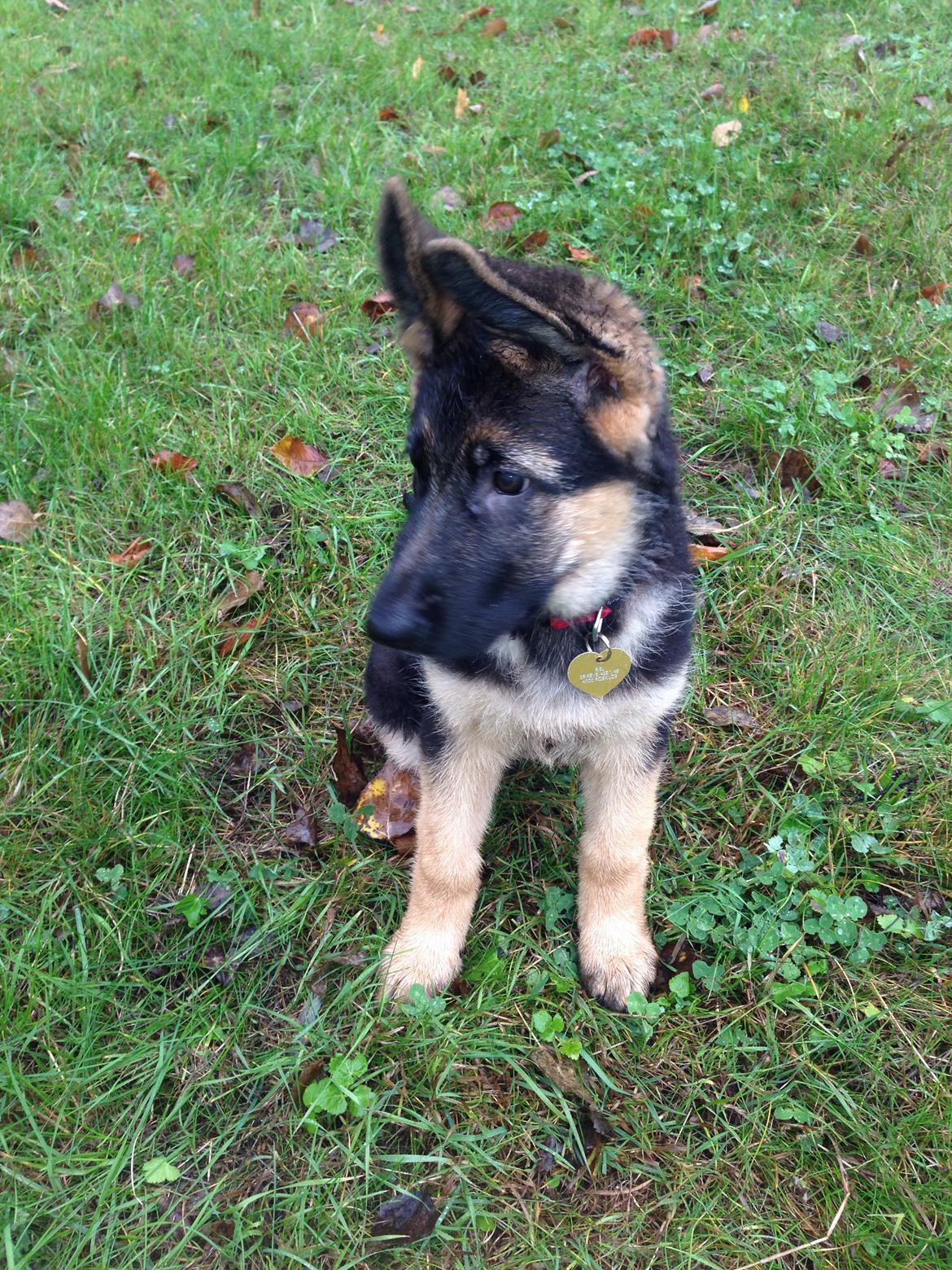 Schæferhund Nanna billede 1