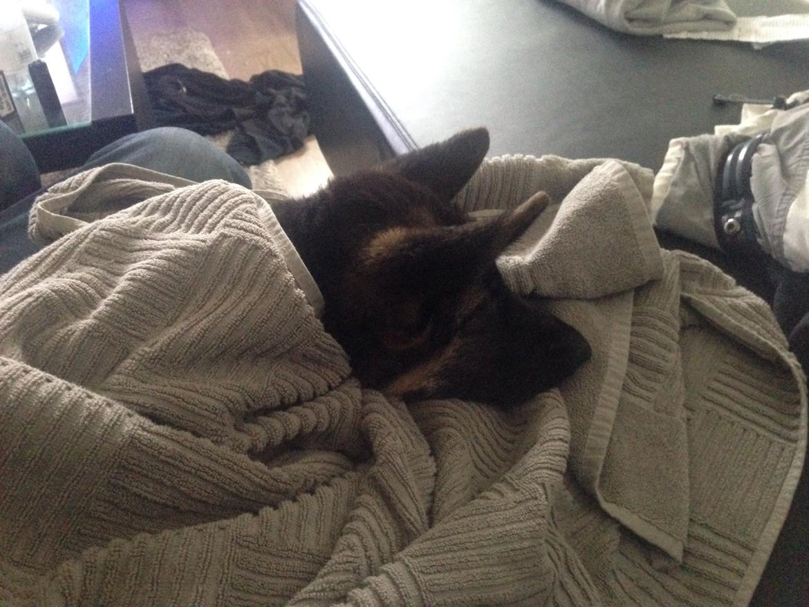 Schæferhund Nanna billede 5