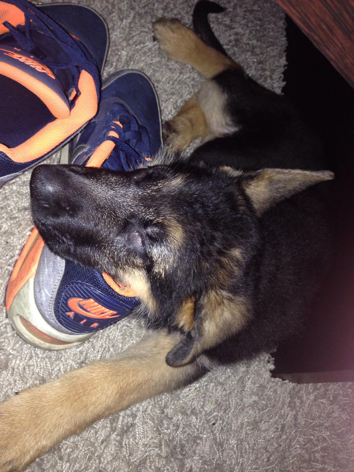 Schæferhund Nanna billede 6