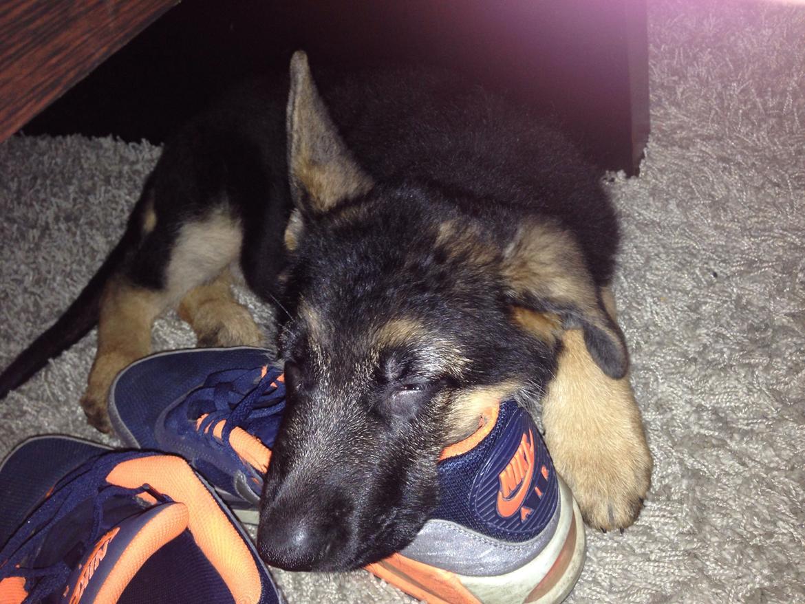 Schæferhund Nanna billede 7