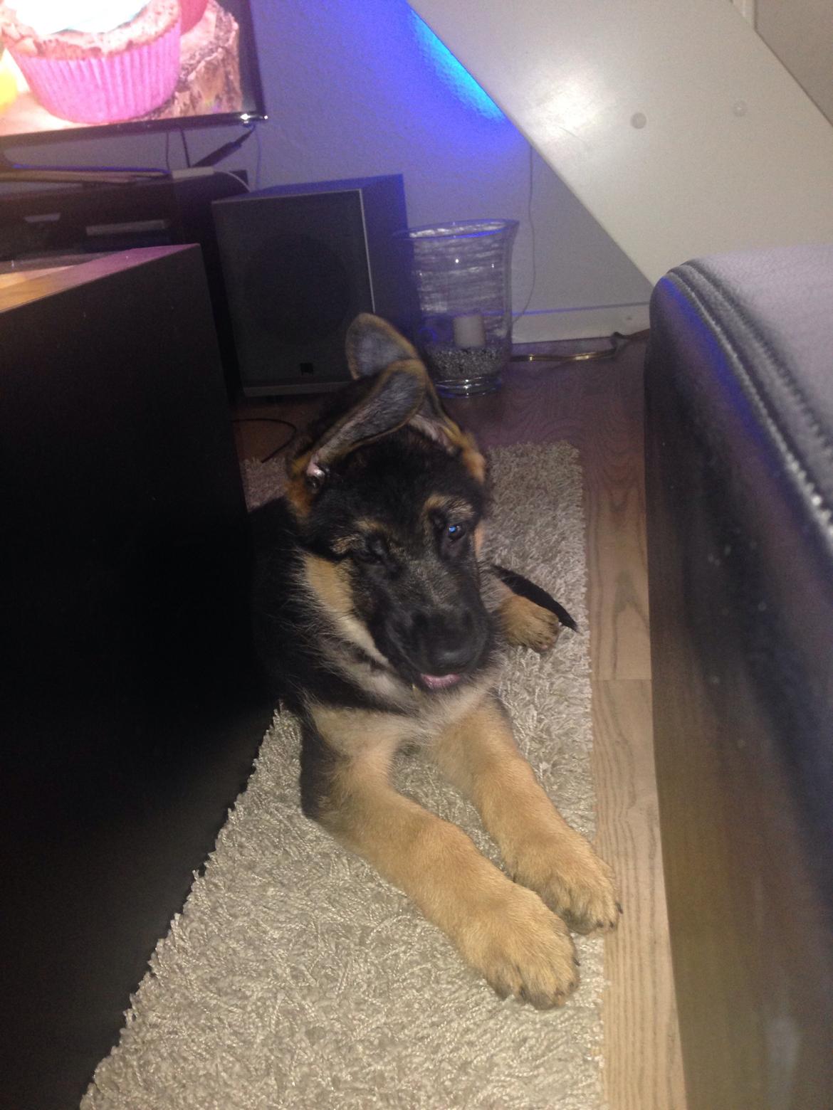 Schæferhund Nanna billede 8