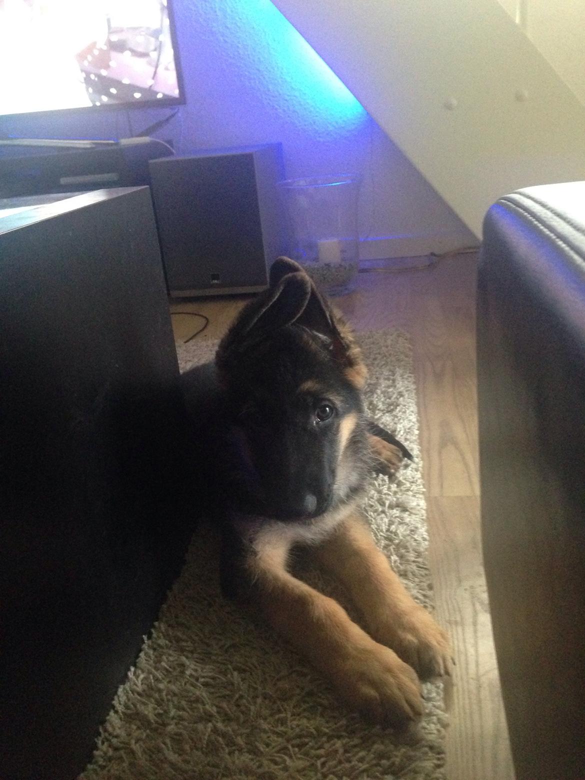 Schæferhund Nanna billede 9