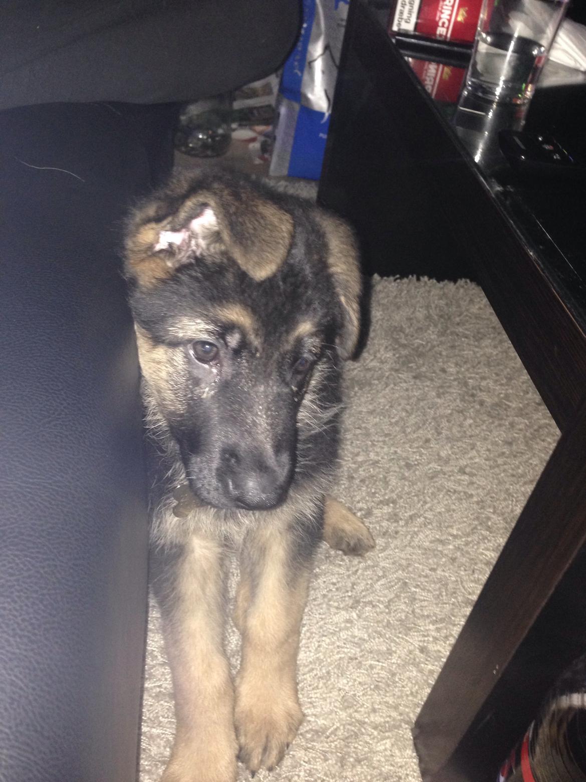 Schæferhund Nanna billede 10