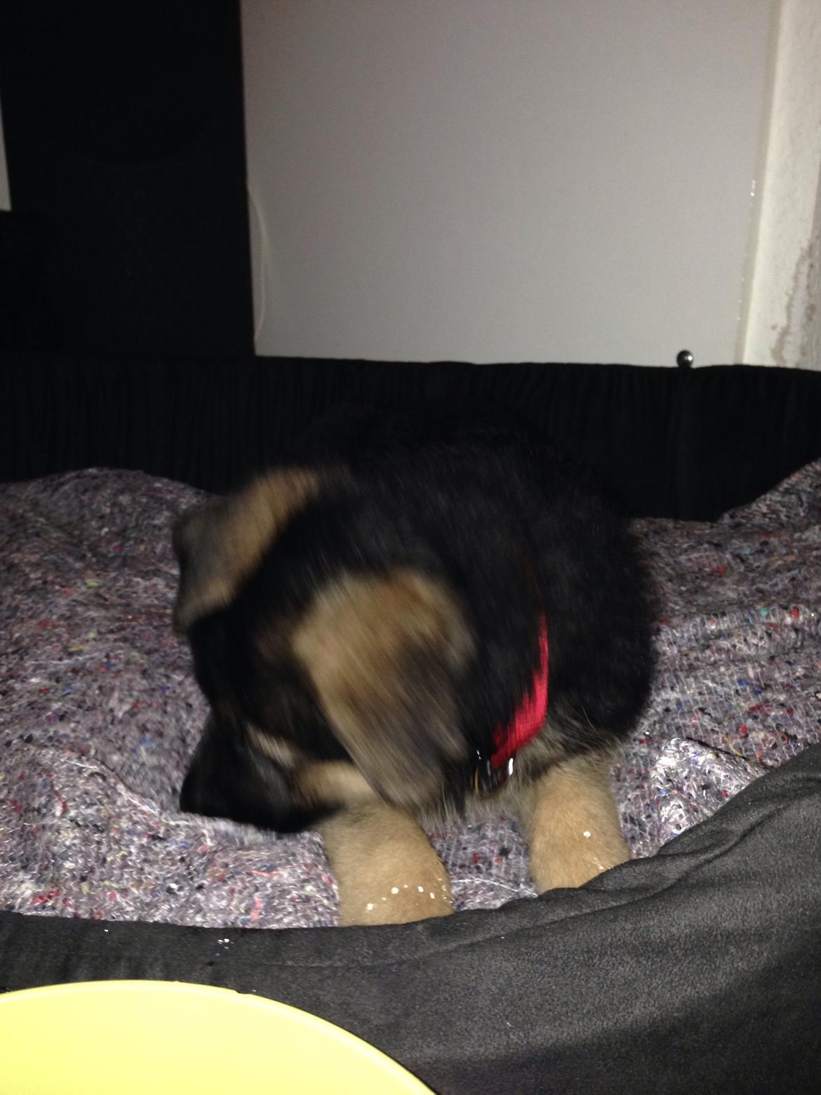 Schæferhund Nanna billede 11