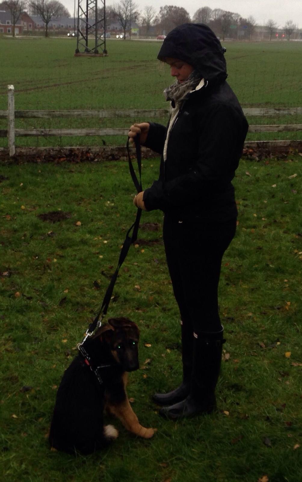 Schæferhund Nanna billede 12