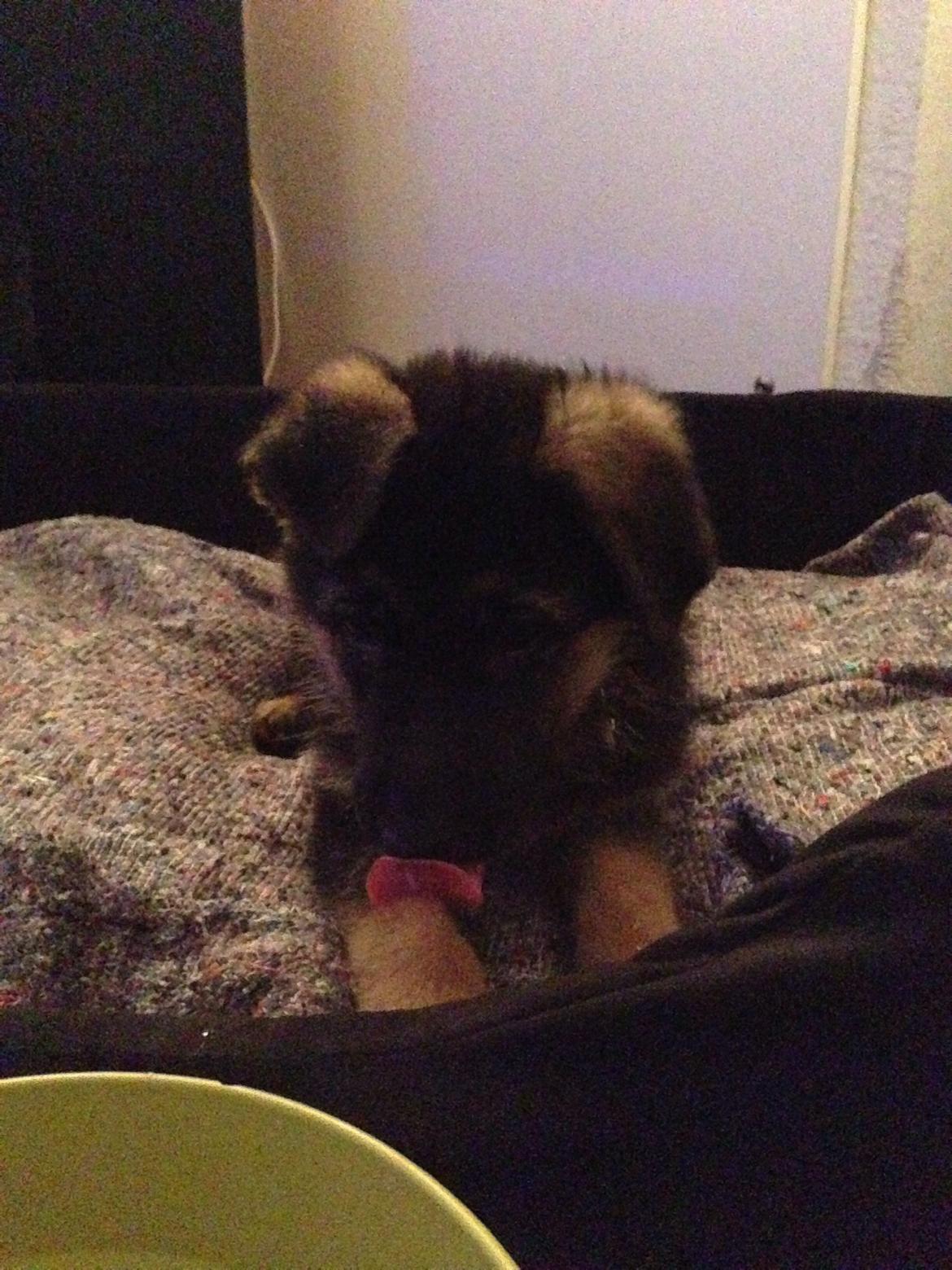 Schæferhund Nanna billede 13