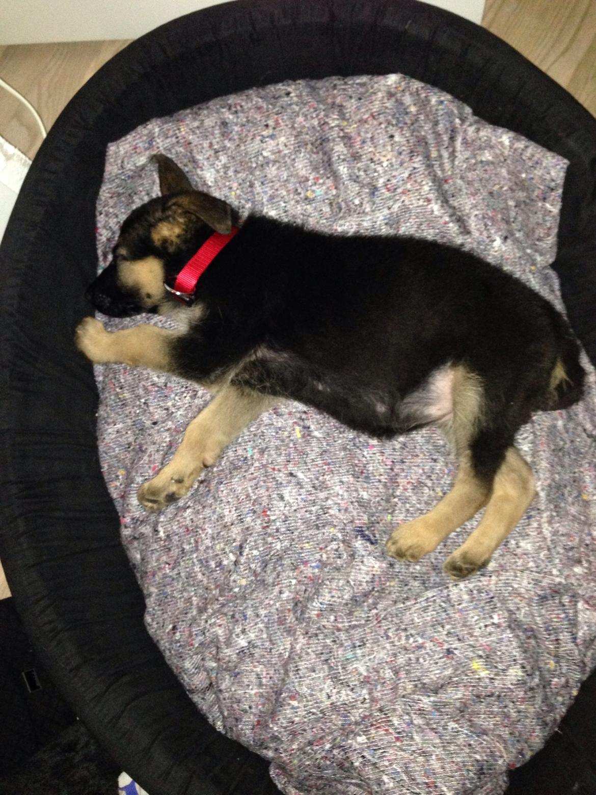 Schæferhund Nanna billede 14