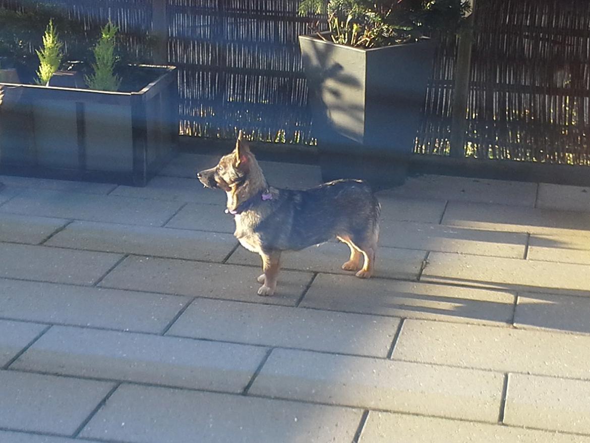 Västgötaspids Gaia R. I. P billede 23