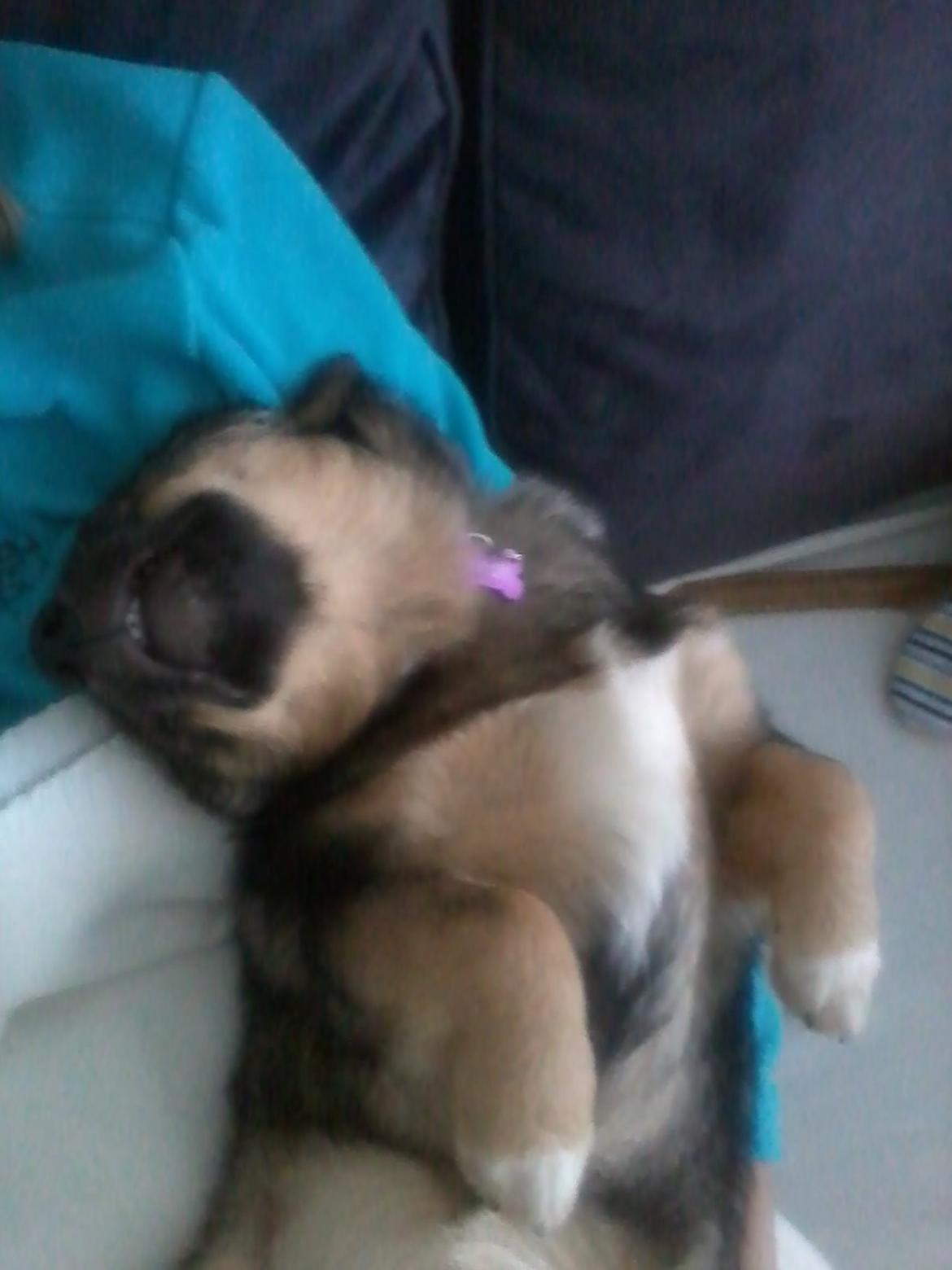 Västgötaspids Gaia R. I. P billede 24