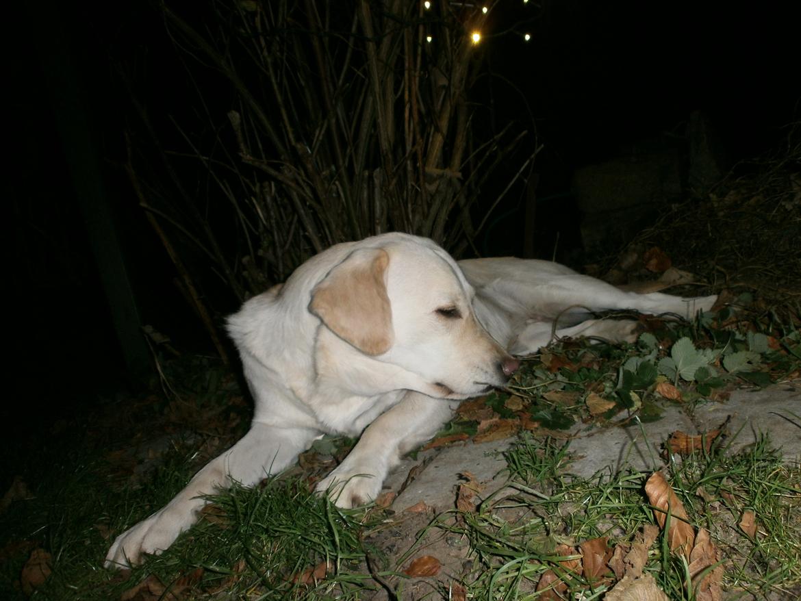 Blanding af racer †Puk† billede 36