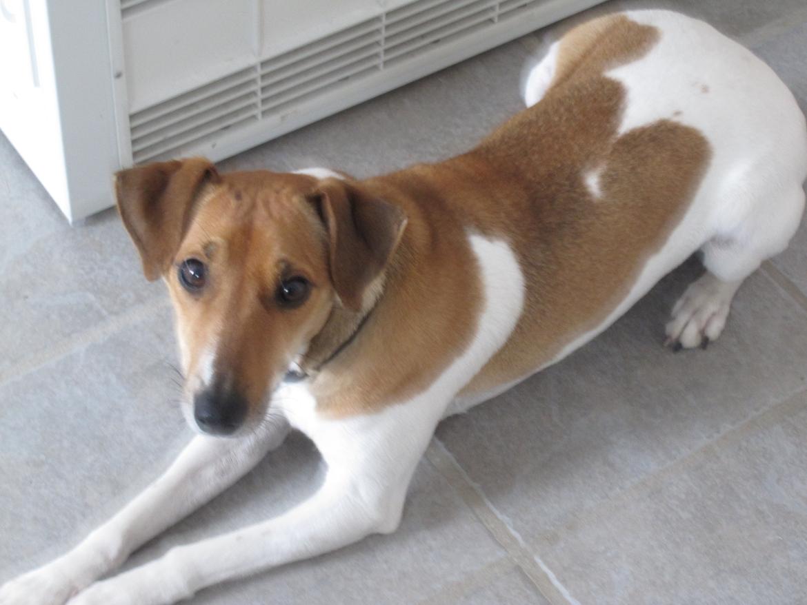 Dansk svensk gaardhund Frida billede 1