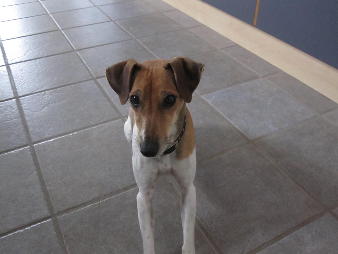 Dansk svensk gaardhund Frida billede 3