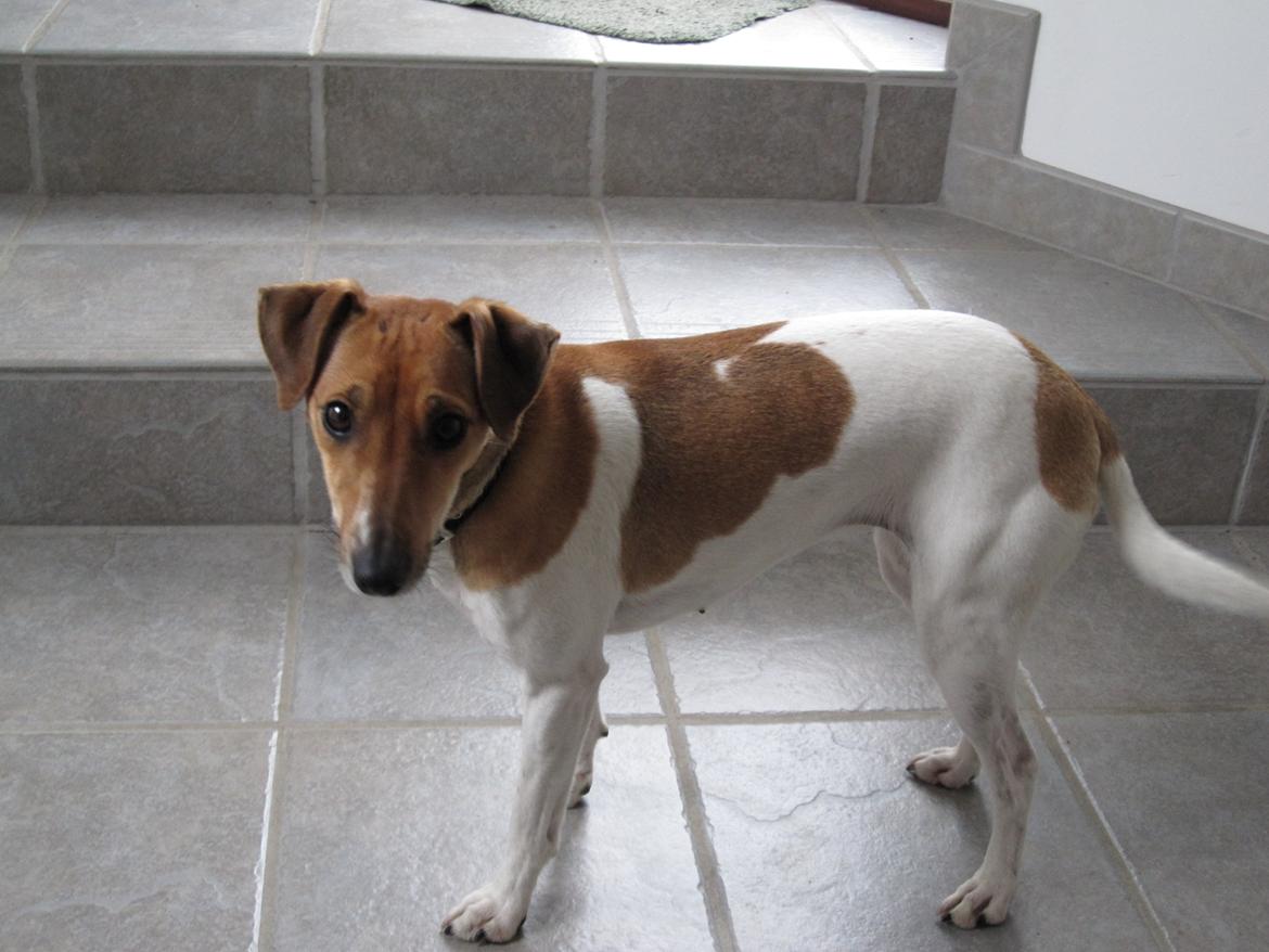 Dansk svensk gaardhund Frida billede 4