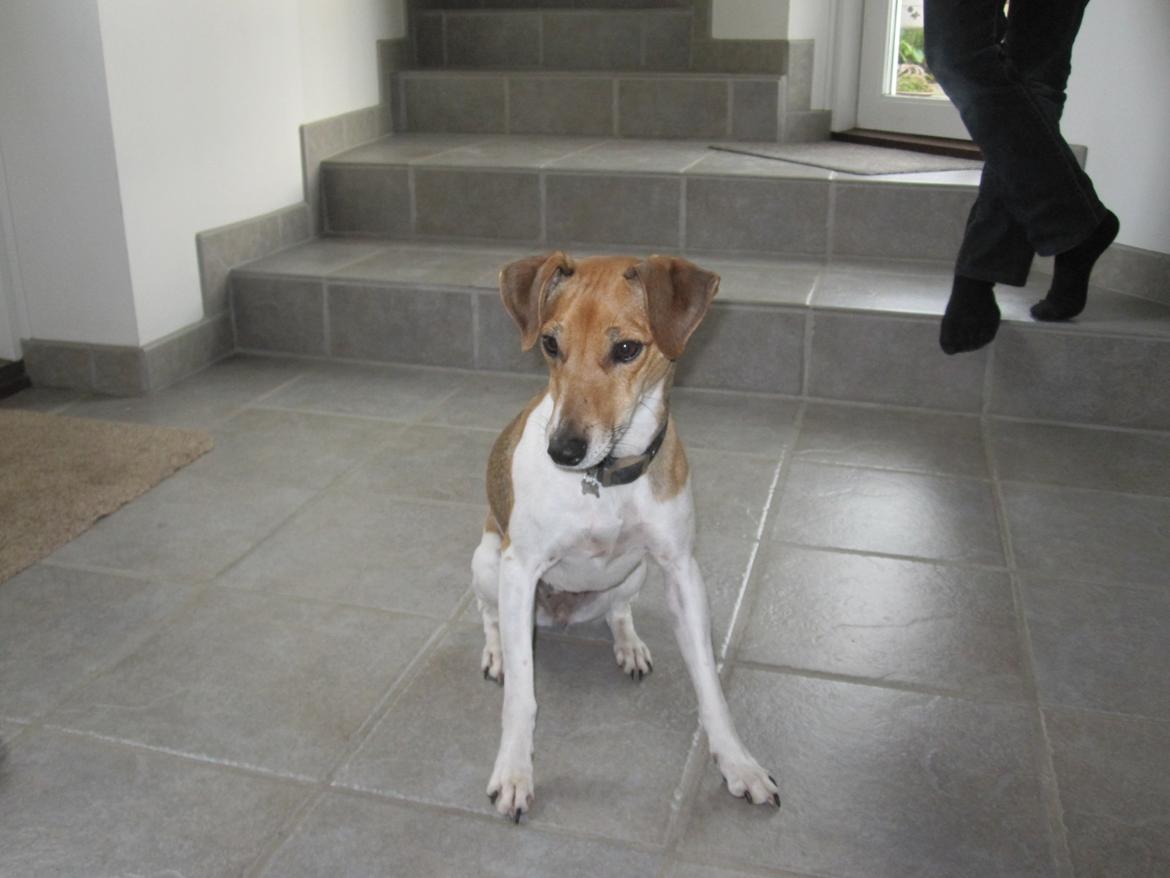 Dansk svensk gaardhund Frida billede 5