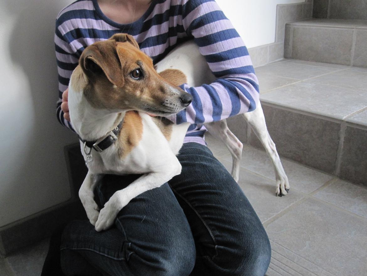 Dansk svensk gaardhund Frida - Hygge<3 billede 6