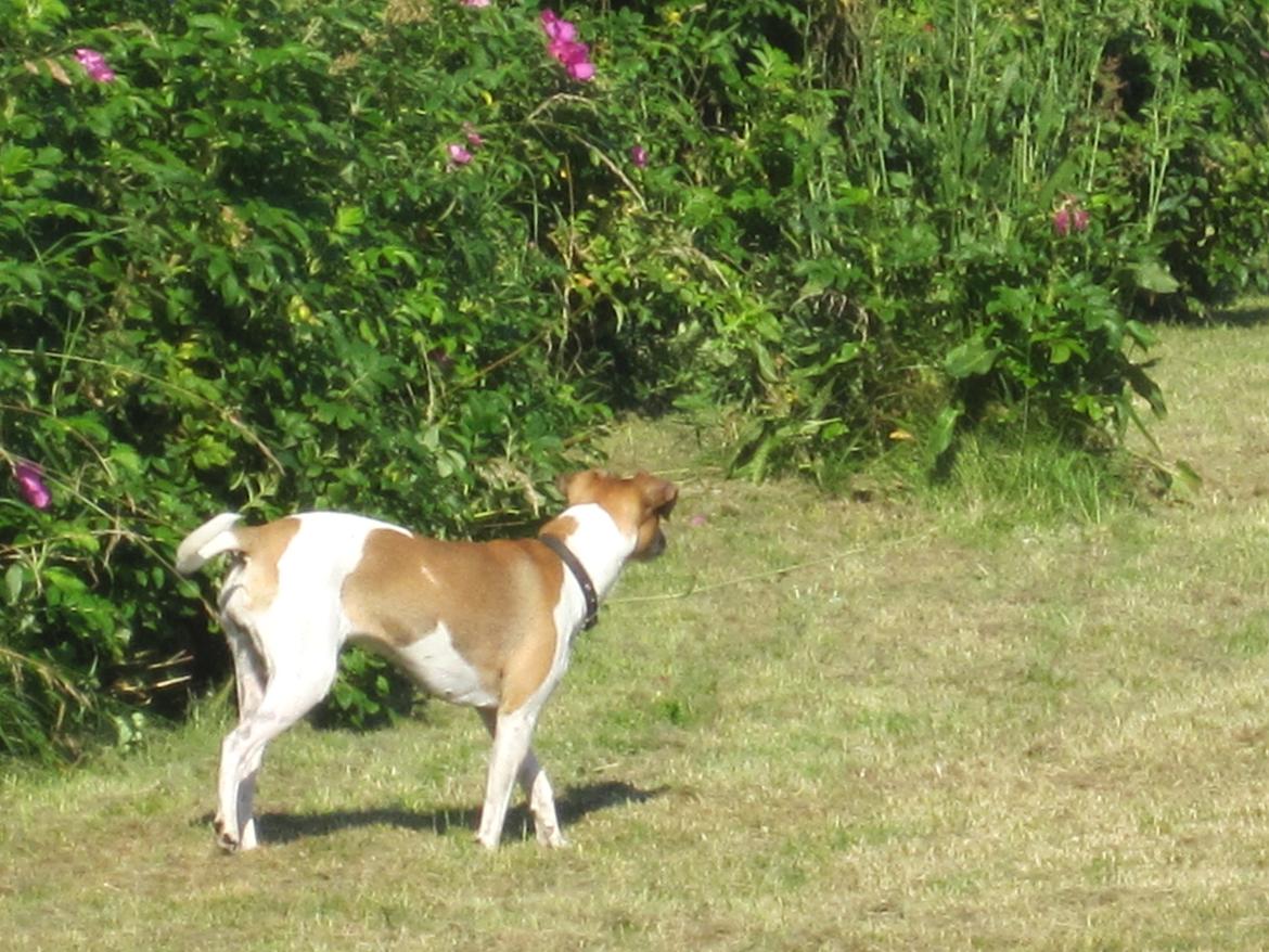 Dansk svensk gaardhund Frida - Frida nyder at være med i sommerhus :D billede 7