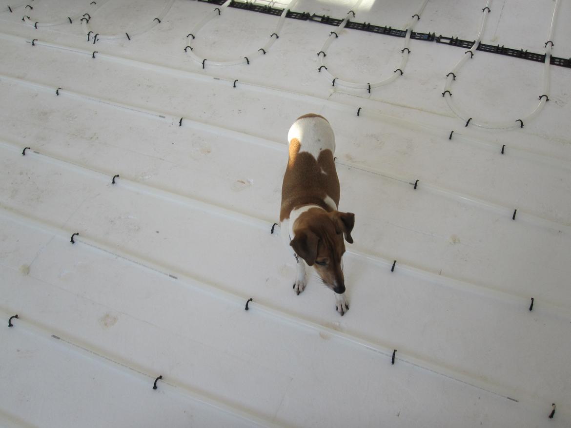 Dansk svensk gaardhund Frida - Frida hjælper med at lave stue ;) billede 8