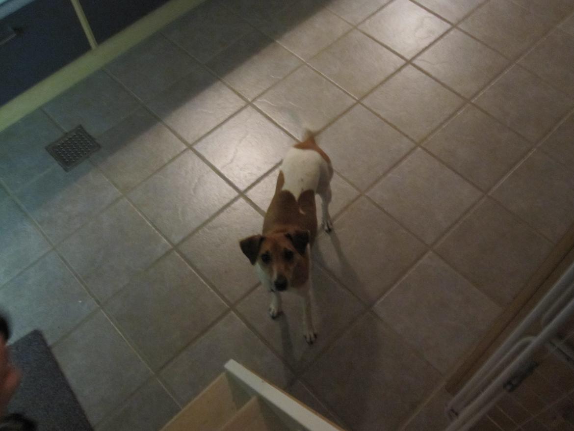 Dansk svensk gaardhund Frida billede 9