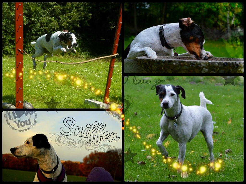 Dansk svensk gaardhund Sniffer [Bedste ven] - <3 billede 46