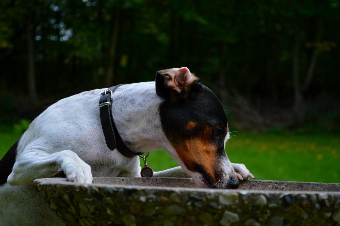 Dansk svensk gaardhund Sniffer [Bedste ven] - Sniffer drikker fra fuglebadet xD Efterår 2013 billede 3