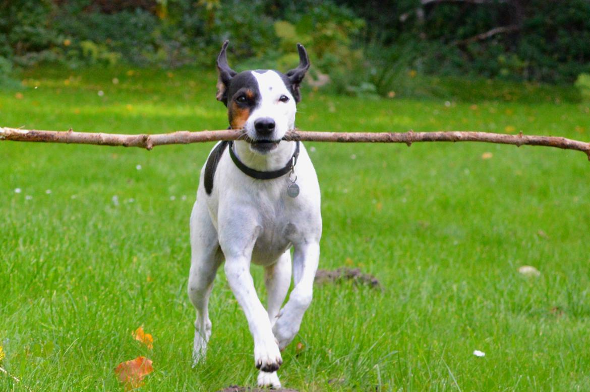 Dansk svensk gaardhund Sniffer [Bedste ven] - Efterår 2013 billede 32