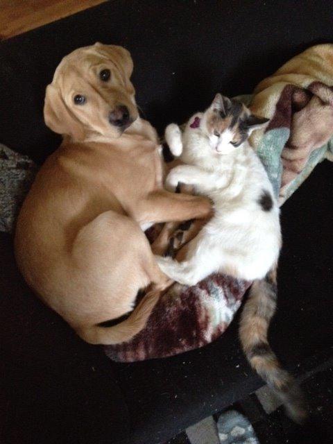 Labrador retriever Carlos billede 12