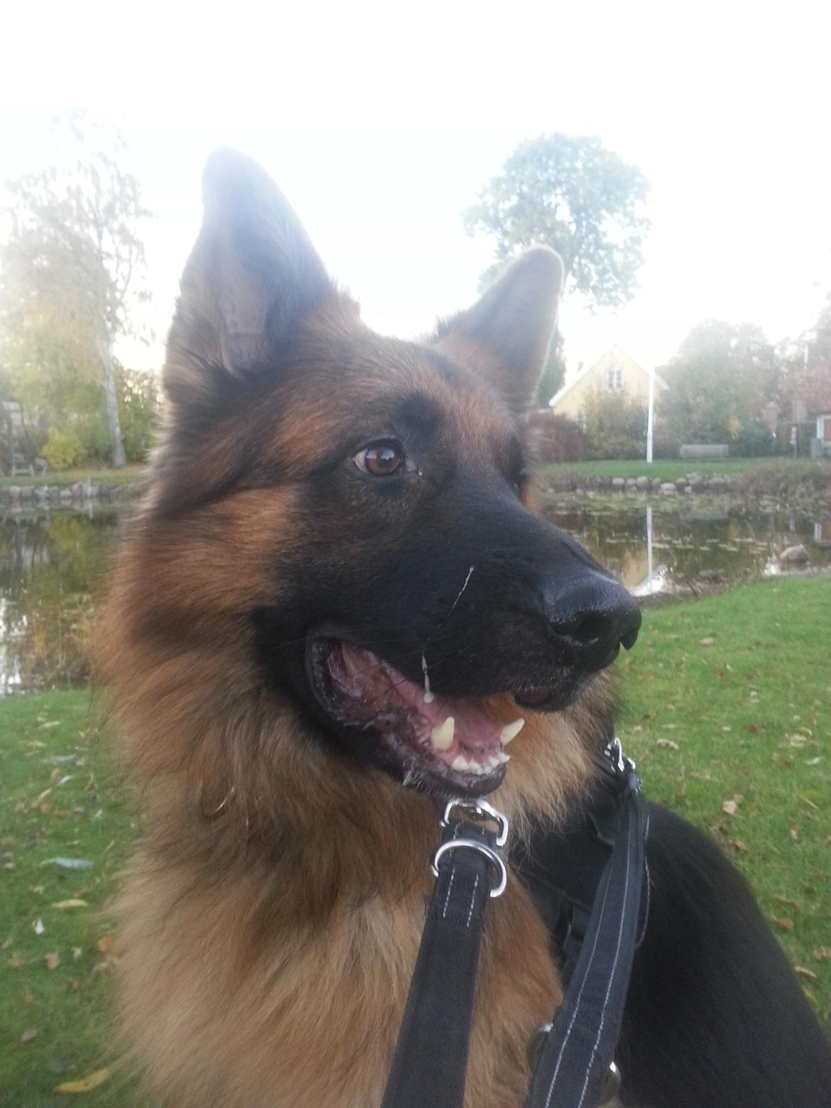 Schæferhund Victor - Jeg er hygge på en gåtur i min lille landsby billede 17