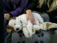 Kooikerhondje Kovo billede 28