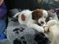 Kooikerhondje Kovo billede 29