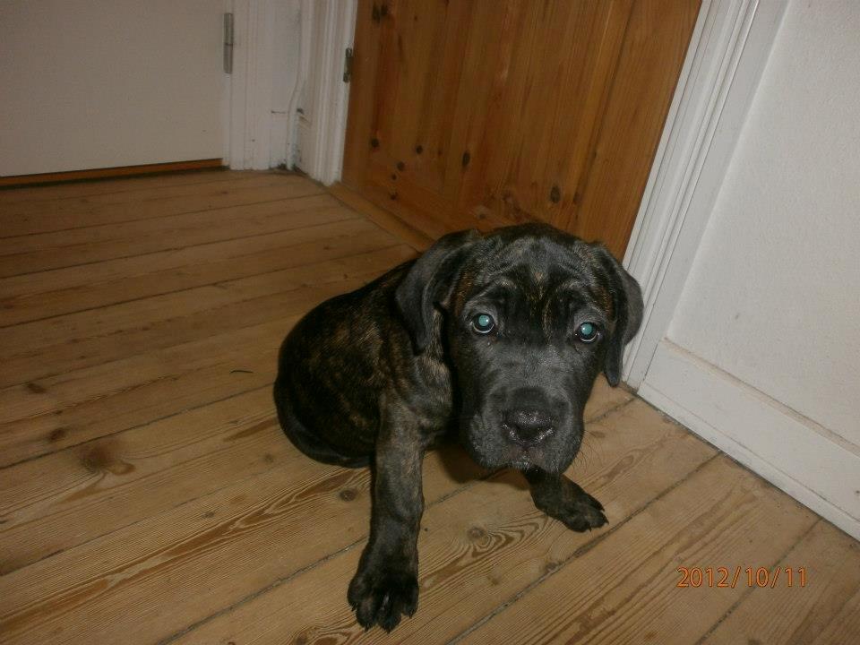 Cane corso shiva - velkommen til Shiva´s profil. her er et hvalpe billed af hinde billede 1