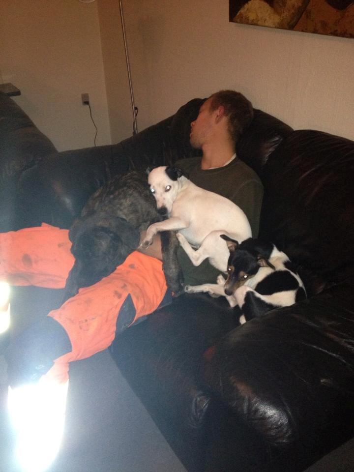 Cane corso shiva - shiva sammen med min bror ( hindes ejer)  billede 3