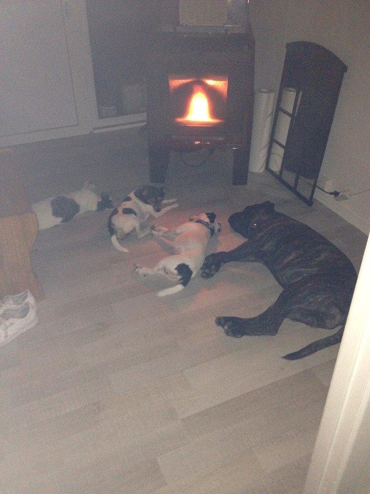 Cane corso shiva - shiva sover  billede 4