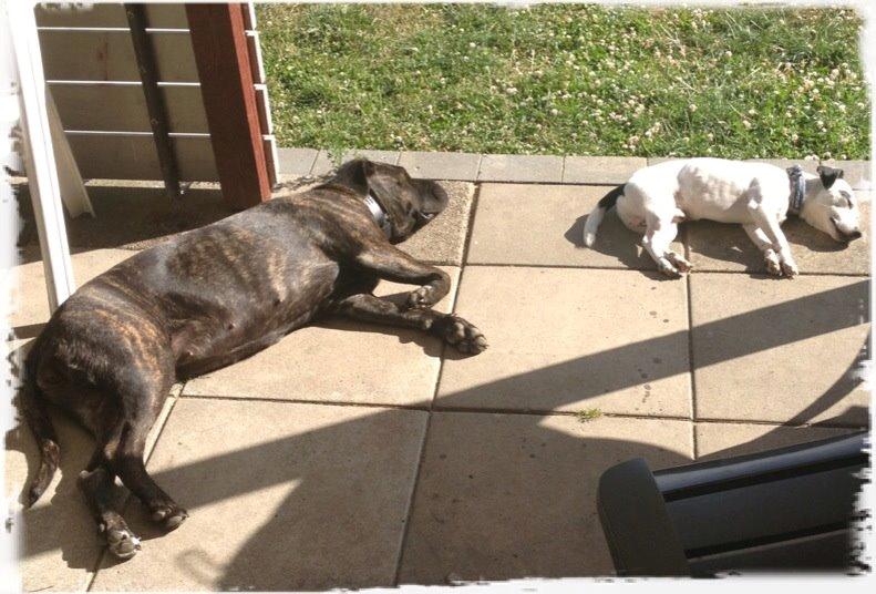 Cane corso shiva - en varm sommer dag billede 5