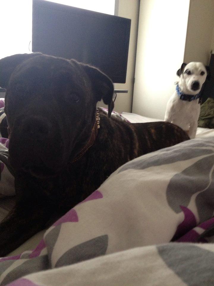 Cane corso shiva - uu et kamara billede 6