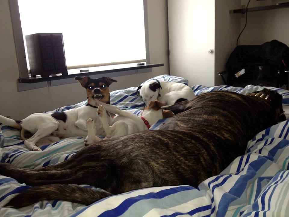 Cane corso shiva - baby siger ikke rør min hvalp  billede 7