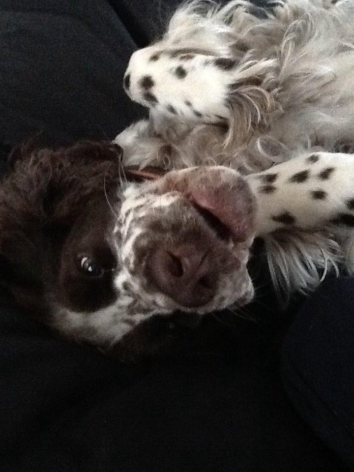 Engelsk springer spaniel Freja billede 1