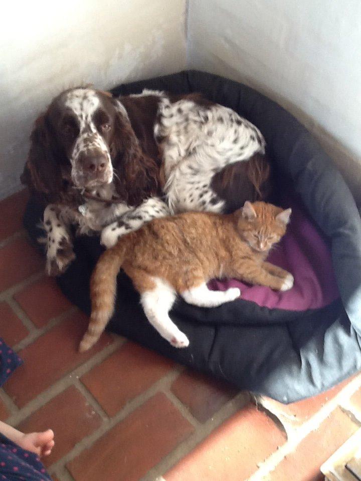 Engelsk springer spaniel Freja billede 2