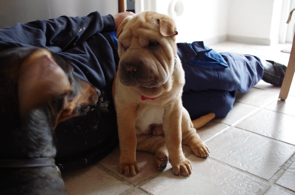 Shar pei Bølle - Årh ha hvorfor gider du ikke lege med mig?:D billede 1