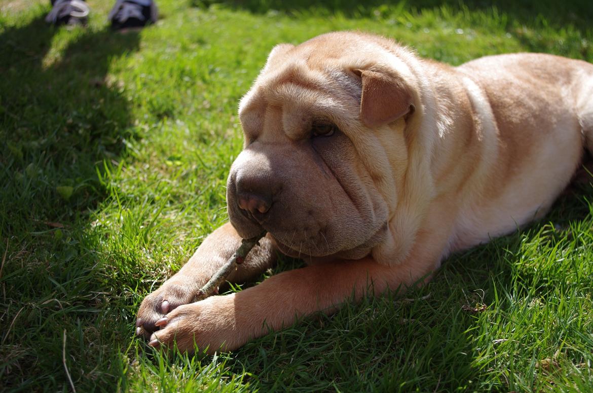 Shar pei Bølle - Mmmh det godt at gnave i en pind:D  billede 2